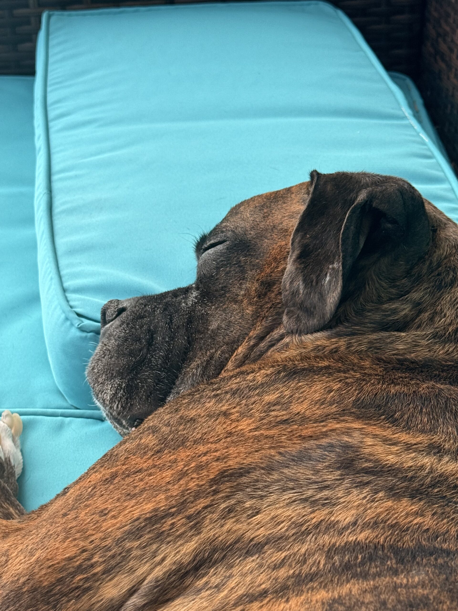 RIP Baxter